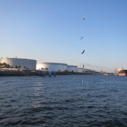 オリジナルメーカー海づり公園(市原市海づり施設) 釣果