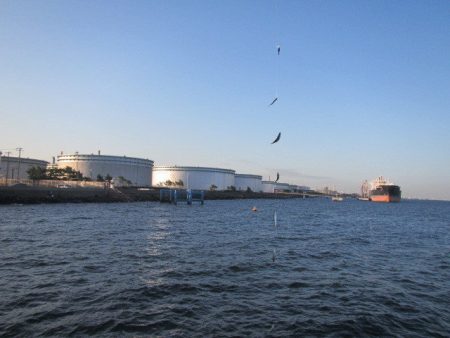 オリジナルメーカー海づり公園(市原市海づり施設) 釣果