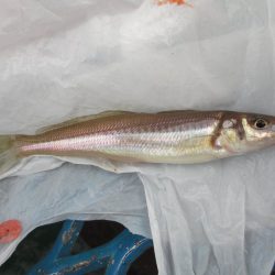 オリジナルメーカー海づり公園(市原市海づり施設) 釣果