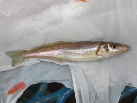 オリジナルメーカー海づり公園(市原市海づり施設) 釣果