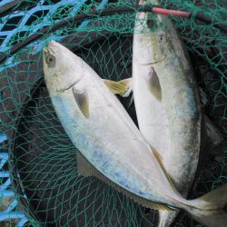 オリジナルメーカー海づり公園(市原市海づり施設) 釣果