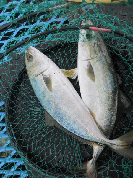 オリジナルメーカー海づり公園(市原市海づり…