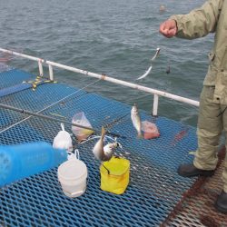 オリジナルメーカー海づり公園(市原市海づり施設) 釣果