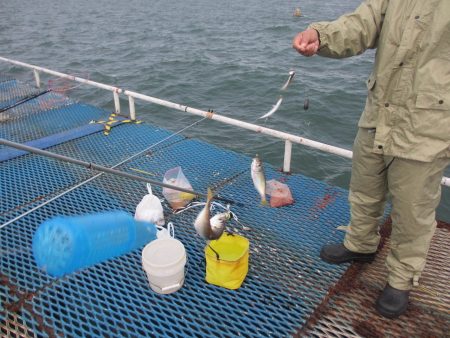 オリジナルメーカー海づり公園(市原市海づり施設) 釣果