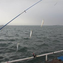 オリジナルメーカー海づり公園(市原市海づり施設) 釣果