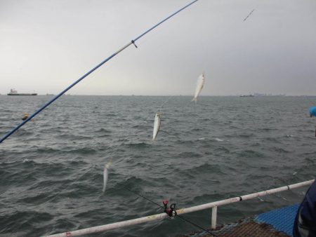 オリジナルメーカー海づり公園(市原市海づり施設) 釣果