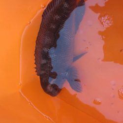 オリジナルメーカー海づり公園(市原市海づり施設) 釣果