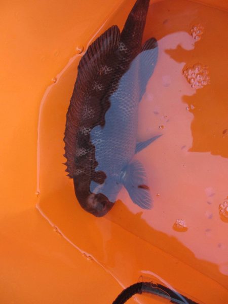 オリジナルメーカー海づり公園(市原市海づり施設) 釣果