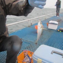 オリジナルメーカー海づり公園(市原市海づり施設) 釣果