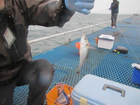 オリジナルメーカー海づり公園(市原市海づり施設) 釣果