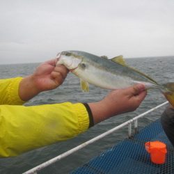 オリジナルメーカー海づり公園(市原市海づり施設) 釣果