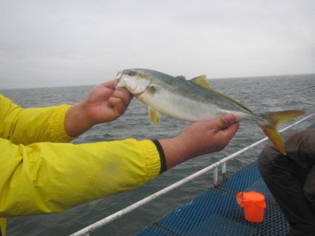オリジナルメーカー海づり公園(市原市海づり施設) 釣果