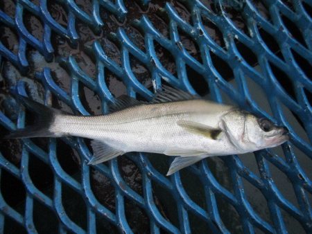 オリジナルメーカー海づり公園(市原市海づり施設) 釣果