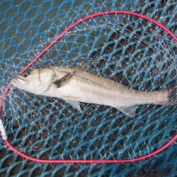 オリジナルメーカー海づり公園(市原市海づり施設) 釣果