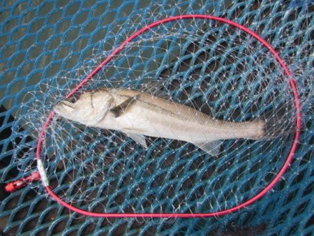 オリジナルメーカー海づり公園(市原市海づり施設) 釣果