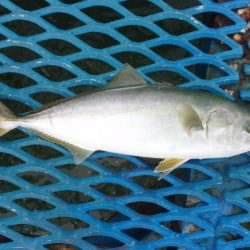 オリジナルメーカー海づり公園(市原市海づり施設) 釣果