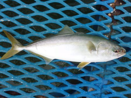 オリジナルメーカー海づり公園(市原市海づり施設) 釣果