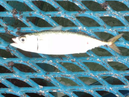 オリジナルメーカー海づり公園(市原市海づり…