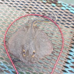 オリジナルメーカー海づり公園(市原市海づり施設) 釣果