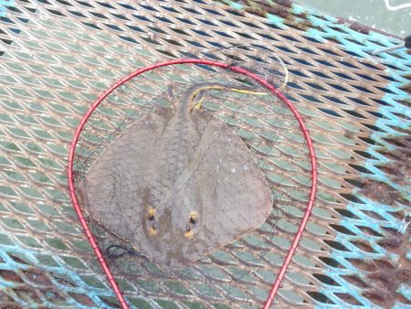 オリジナルメーカー海づり公園(市原市海づり施設) 釣果