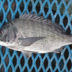 オリジナルメーカー海づり公園(市原市海づり施設) 釣果