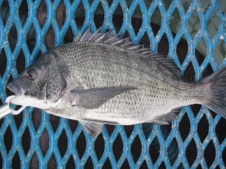 オリジナルメーカー海づり公園(市原市海づり施設) 釣果