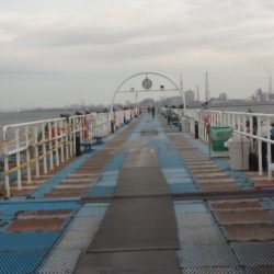 オリジナルメーカー海づり公園(市原市海づり施設) 釣果