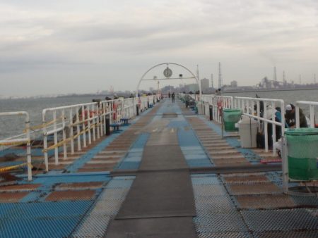 オリジナルメーカー海づり公園(市原市海づり施設) 釣果