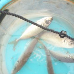 オリジナルメーカー海づり公園(市原市海づり施設) 釣果