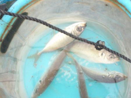 オリジナルメーカー海づり公園(市原市海づり施設) 釣果