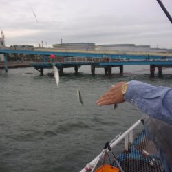 オリジナルメーカー海づり公園(市原市海づり施設) 釣果