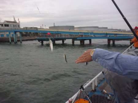 オリジナルメーカー海づり公園(市原市海づり施設) 釣果