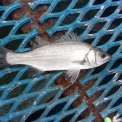 オリジナルメーカー海づり公園(市原市海づり施設) 釣果