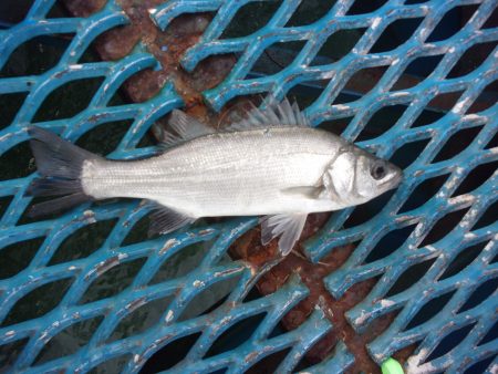 オリジナルメーカー海づり公園(市原市海づり施設) 釣果