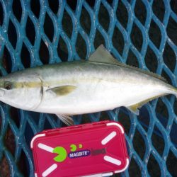 オリジナルメーカー海づり公園(市原市海づり施設) 釣果