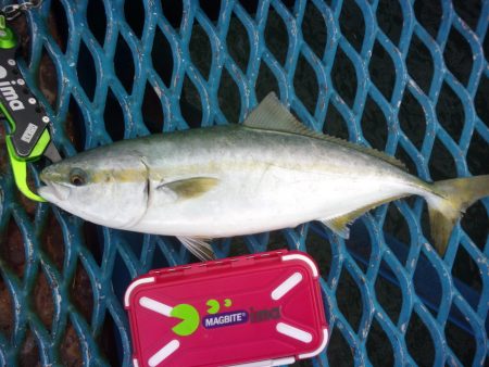 オリジナルメーカー海づり公園(市原市海づり施設) 釣果