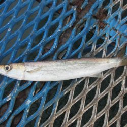 オリジナルメーカー海づり公園(市原市海づり施設) 釣果