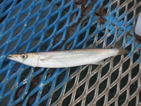 オリジナルメーカー海づり公園(市原市海づり施設) 釣果