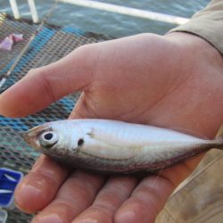 オリジナルメーカー海づり公園(市原市海づり施設) 釣果