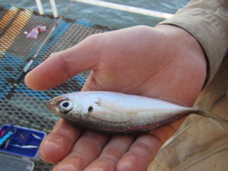 オリジナルメーカー海づり公園(市原市海づり施設) 釣果