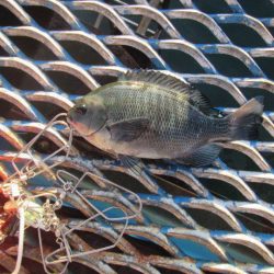 オリジナルメーカー海づり公園(市原市海づり施設) 釣果