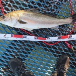 オリジナルメーカー海づり公園(市原市海づり施設) 釣果