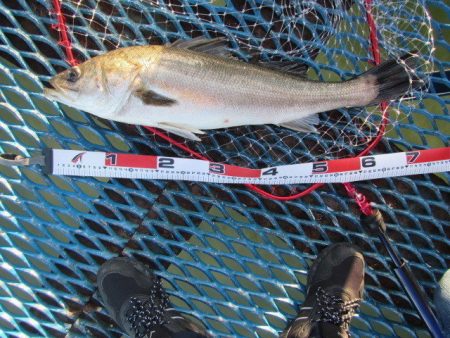 オリジナルメーカー海づり公園(市原市海づり施設) 釣果