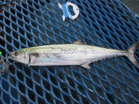 オリジナルメーカー海づり公園(市原市海づり施設) 釣果