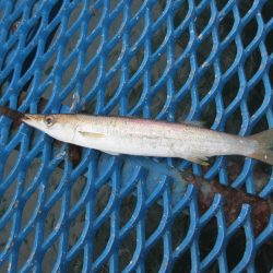 オリジナルメーカー海づり公園(市原市海づり施設) 釣果