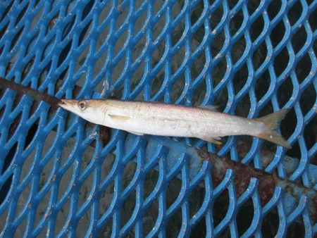 オリジナルメーカー海づり公園(市原市海づり施設) 釣果