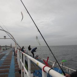 オリジナルメーカー海づり公園(市原市海づり施設) 釣果