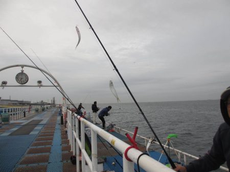 オリジナルメーカー海づり公園(市原市海づり施設) 釣果