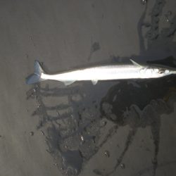 オリジナルメーカー海づり公園(市原市海づり施設) 釣果