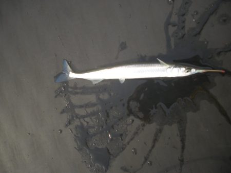 オリジナルメーカー海づり公園(市原市海づり施設) 釣果